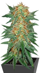 Great White Shark fem (GHS)