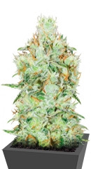 Jägg Kush fem (Delicious Seeds) семена конопли