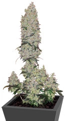 Mohan Ram Auto fem (Sweet Seeds)