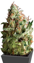 Pipi fem (Pyramid Seeds)