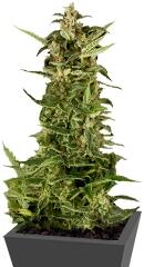 PolarLight #2 Auto fem (Dutch Passion)