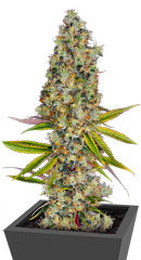 Rainbow Road fem (Paradise Seeds)