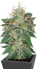 S.A.G.E. regular (TH Seeds)