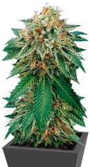 Shark Attack fem (Dinafem Seeds)