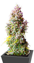 Strawberry Gorilla Auto fem (FastBuds)