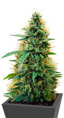 Aurora Green Auto fem (Sumo Seeds)