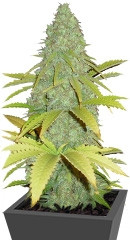 BubbleGummer fem (Female Seeds)