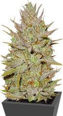 C99 fem (Female Seeds)