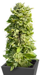 Insane OG (Barney's Farm)