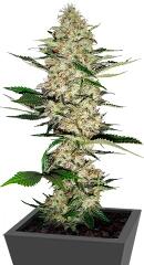 Mr Nice G13 X Hash Plant regular (Sensi Seeds)