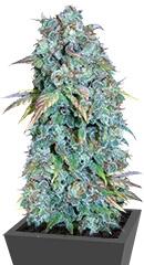 Serious Happiness regular (Serious Seeds)