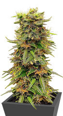 Snow White Amsterdam fem (Amsterdam Seeds)