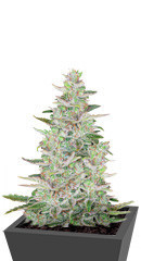 AK-01 fem (Anaconda Seeds)