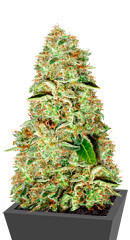 A-Train fem (Anesia Seeds)