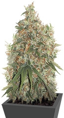 Arjan's Strawberry Haze fem (GHS)