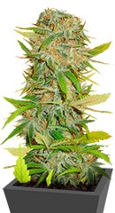 Aurora Indica regular (Nirvana Seeds)