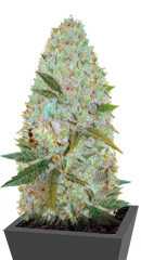 Auto Amnesia Haze fem (Victory Seeds)