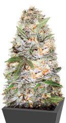 Auto Jack Hammer fem (Victory Seeds)