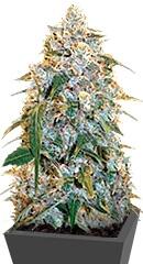 Cocopopo fem (Bulk Seed Bank)