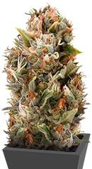 Chemdawg fem (Humboldt Seeds)