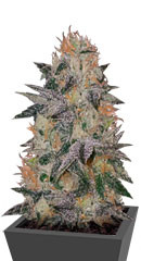 Crystal Queen fem (Vision Seeds)