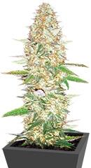 Perfect Power Plant fem (Bulk Seed Bank)