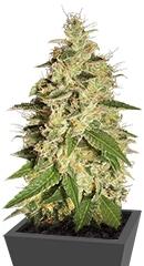 Raspberry Diesel fem (Humboldt Seeds)