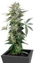 Roadrunner Autoflowering fem (Dinafem Seeds)