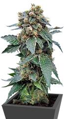 Sage 'n' Sour regular (TH Seeds)