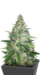 Zkittlez fem (Original Sensible Seeds)