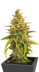 Bubble Gum Sherb fem (Blimburn Seeds) семена конопли