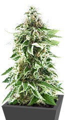 Cookies Haze fem (Kannabia Seeds)