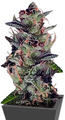 La Lybella fem (Dutch Passion)