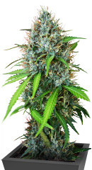 Papaya Zoap Auto fem (Sweet Seeds)