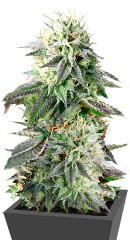 Remo Chemo fem (Dinafem Seeds)