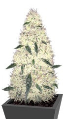 Rock Machine Auto fem (Doctor’s Choice) семена конопли