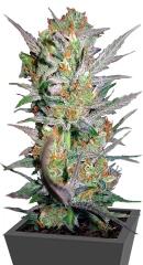 Sweet Haze fem (DNA Genetics)