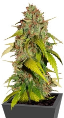 Sweet Tai fem (Sweet Seeds)