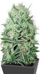 Auto Devil's Kiss fem (Bulk Seed Bank)