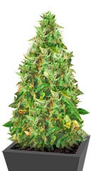 Doctor’s Choice #1 Auto fem (Doctor’s Choice)