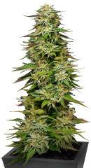 Golden Sands fem (Humboldt Seed Company)