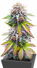 Keep Frosted Guava Autoflower fem (Seedkeepers)