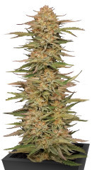 Orange Creampop fem (Humboldt Seed Company)