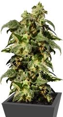 Power Skunk Max Auto fem (Kannabia Seeds)