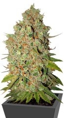 Special Kush 1 fem (RQS)