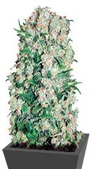 White Prussian fem (Bulk Seed Bank)