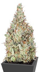 Total Paralysis fem (Heavyweight Seeds)