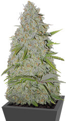 Ultimate AK fem (Sumo Seeds)