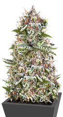 White Widow Auto Fem (Vision Seeds)