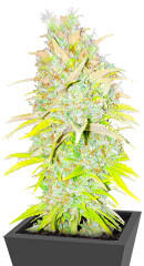 Candy Kush Fast Version fem (Easy Grow Seeds)